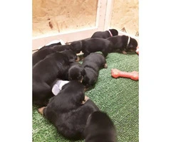 Pure bred rottweiler puppies ready to go home - 4