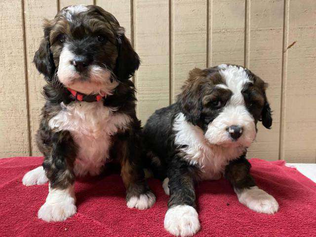 8 weeks old CKC registered Bernedoodles Carnesville - Puppies for Sale ...