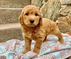 Precious mini golden doodle puppies