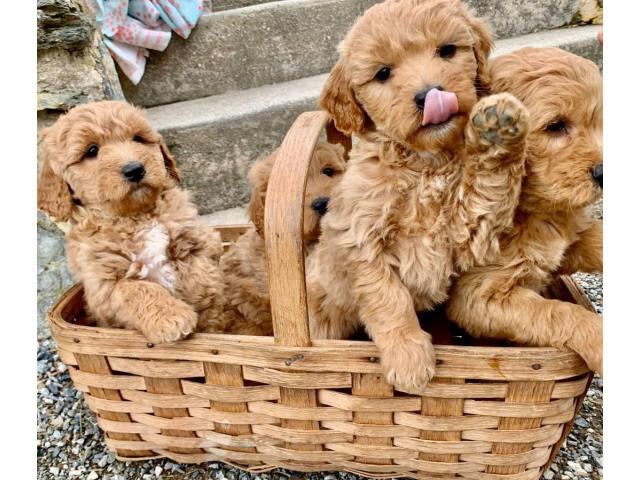 Precious mini golden doodle puppies in Philadelphia ...