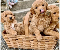 Precious mini golden doodle puppies - 3