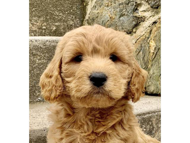 60 Best Photos Irish Doodle Puppies For Sale Near Me - Mini golden doodles & Retriever puppies for sale near me ...