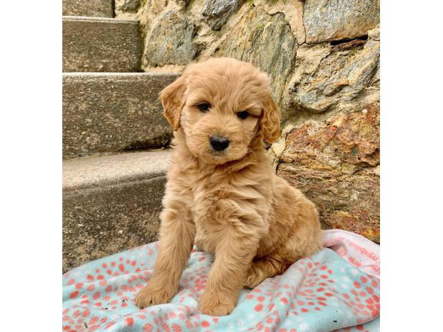 41 Top Pictures Mini Aussiedoodle Puppies For Sale Near Me : Four Mini poodle puppies available in Waco, Texas ...