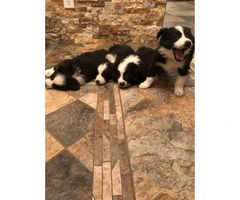 4 Black and White Border Collies available - 2