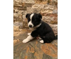 4 Black and White Border Collies available - 3