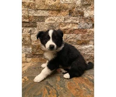 4 Black and White Border Collies available - 4