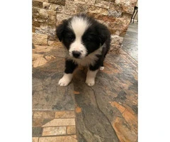 4 Black and White Border Collies available - 5