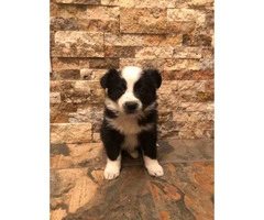 4 Black and White Border Collies available - 6