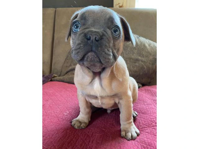 2 French Bulldog Puppies for sale