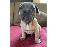 2 French Bulldog Puppies for sale