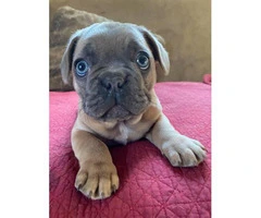 2 French Bulldog Puppies for sale