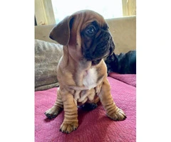 2 French Bulldog Puppies for sale