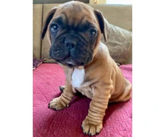 2 French Bulldog Puppies for sale