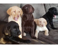 Purebred Chocolate, Black and Yellow lab puppies for sale
