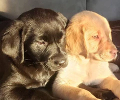 Purebred Chocolate, Black and Yellow lab puppies for sale - 2