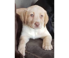 Purebred Chocolate, Black and Yellow lab puppies for sale - 3