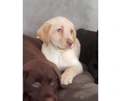 Purebred Chocolate, Black and Yellow lab puppies for sale - 4