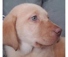 Purebred Chocolate, Black and Yellow lab puppies for sale - 6