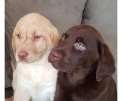 Purebred Chocolate, Black and Yellow lab puppies for sale - 7