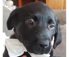 Purebred Chocolate, Black and Yellow lab puppies for sale - 8
