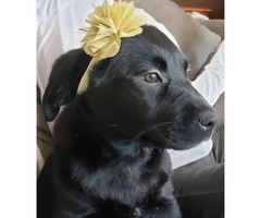 Purebred Chocolate, Black and Yellow lab puppies for sale - 9