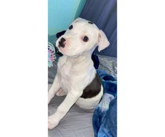 8 week old female Pitbull puppy - 1