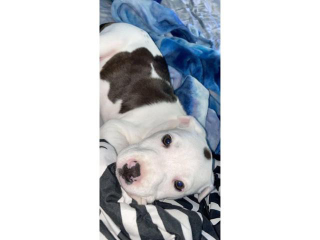8 week old female Pitbull puppy Dallas Puppies for Sale