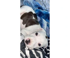 8 week old female Pitbull puppy - 2