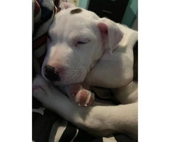 8 week old female Pitbull puppy - 3