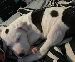 8 week old female Pitbull puppy - 4