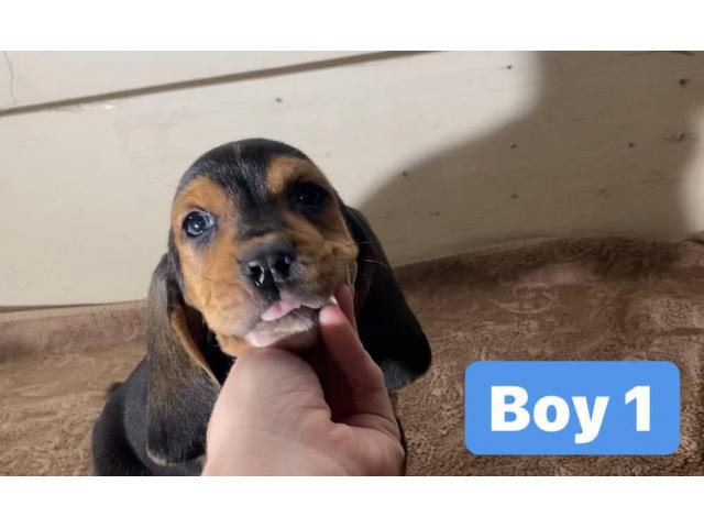 3 Purebred Basset Hound Puppies For Sale In Sacramento California Puppies For Sale Near Me