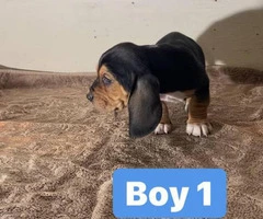 3 purebred Basset Hound puppies for sale - 4