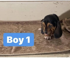 3 purebred Basset Hound puppies for sale - 6