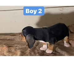 3 purebred Basset Hound puppies for sale - 11