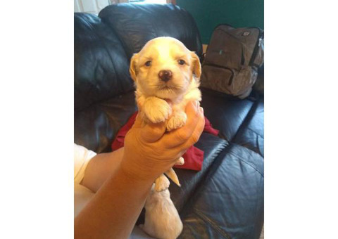 3 Yorkie-Poo puppies for sale