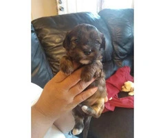 3 Yorkie-Poo puppies for sale - 3