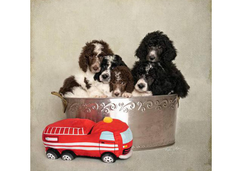 AKC Standard Poodle Pups