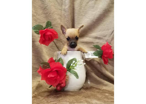 Male and female Pure-bred teacup chihuahua puppies