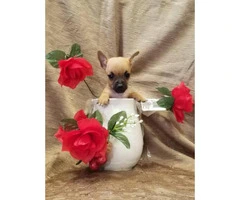 Male and female Pure-bred teacup chihuahua puppies