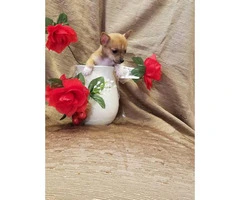 Male and female Pure-bred teacup chihuahua puppies - 2