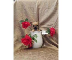 Male and female Pure-bred teacup chihuahua puppies - 3