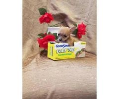 Male and female Pure-bred teacup chihuahua puppies - 4