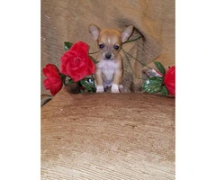 Male and female Pure-bred teacup chihuahua puppies - 5