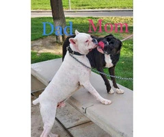 2 pretty Boxer female puppies available - 3