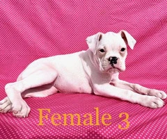 2 pretty Boxer female puppies available - 7