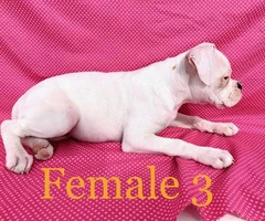 2 pretty Boxer female puppies available - 8