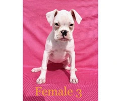 2 pretty Boxer female puppies available - 9