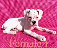 2 pretty Boxer female puppies available - 10
