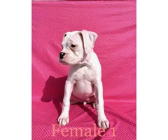 2 pretty Boxer female puppies available - 11