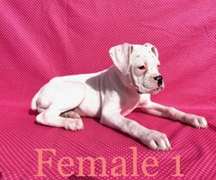 2 pretty Boxer female puppies available - 12